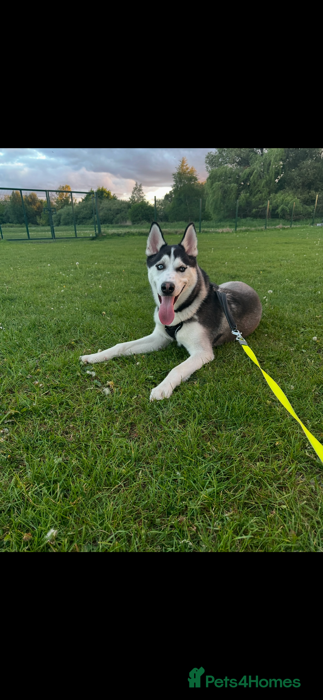 Siberian Husky dogs for sale: 1 YearSiberian Husky  - Advert 1