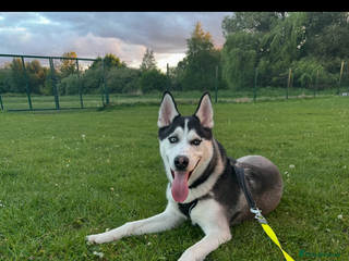 Siberian Husky dogs 1 YearSiberian Husky - Advert 18