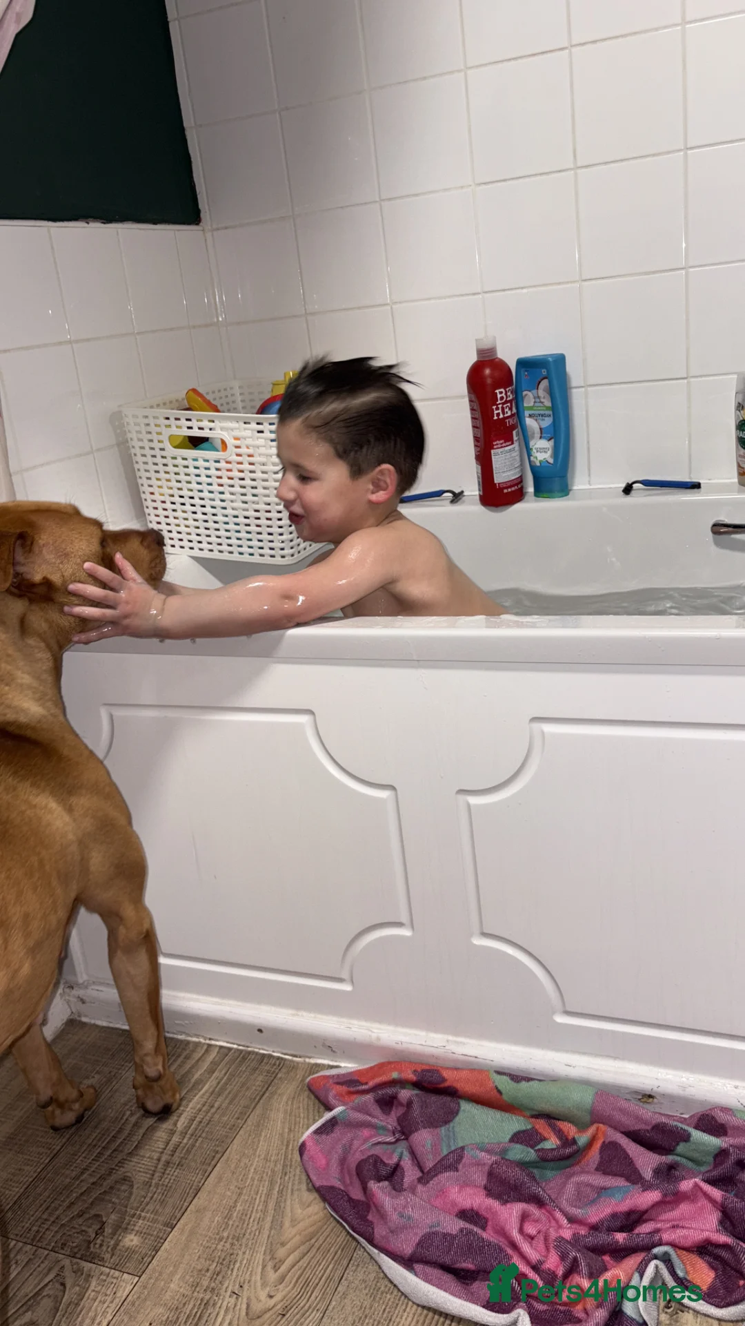 Mixed Breed dogs for sale: Luna  - Advert 1