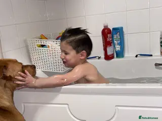 Mixed Breed dogs Luna - Advert 10