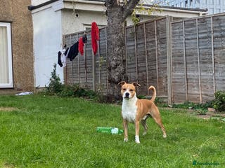 Mixed Breed dogs Lovely Staffy looking for new home - Advert 1