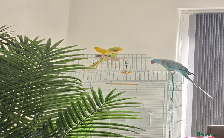 Parrots birds - Advert 5