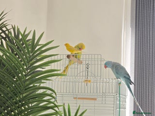 Parrots birds - Advert 8