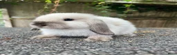 Mini Lop rabbits for sale: Gorgeous mini lops looking for their forever home  - Advert 3
