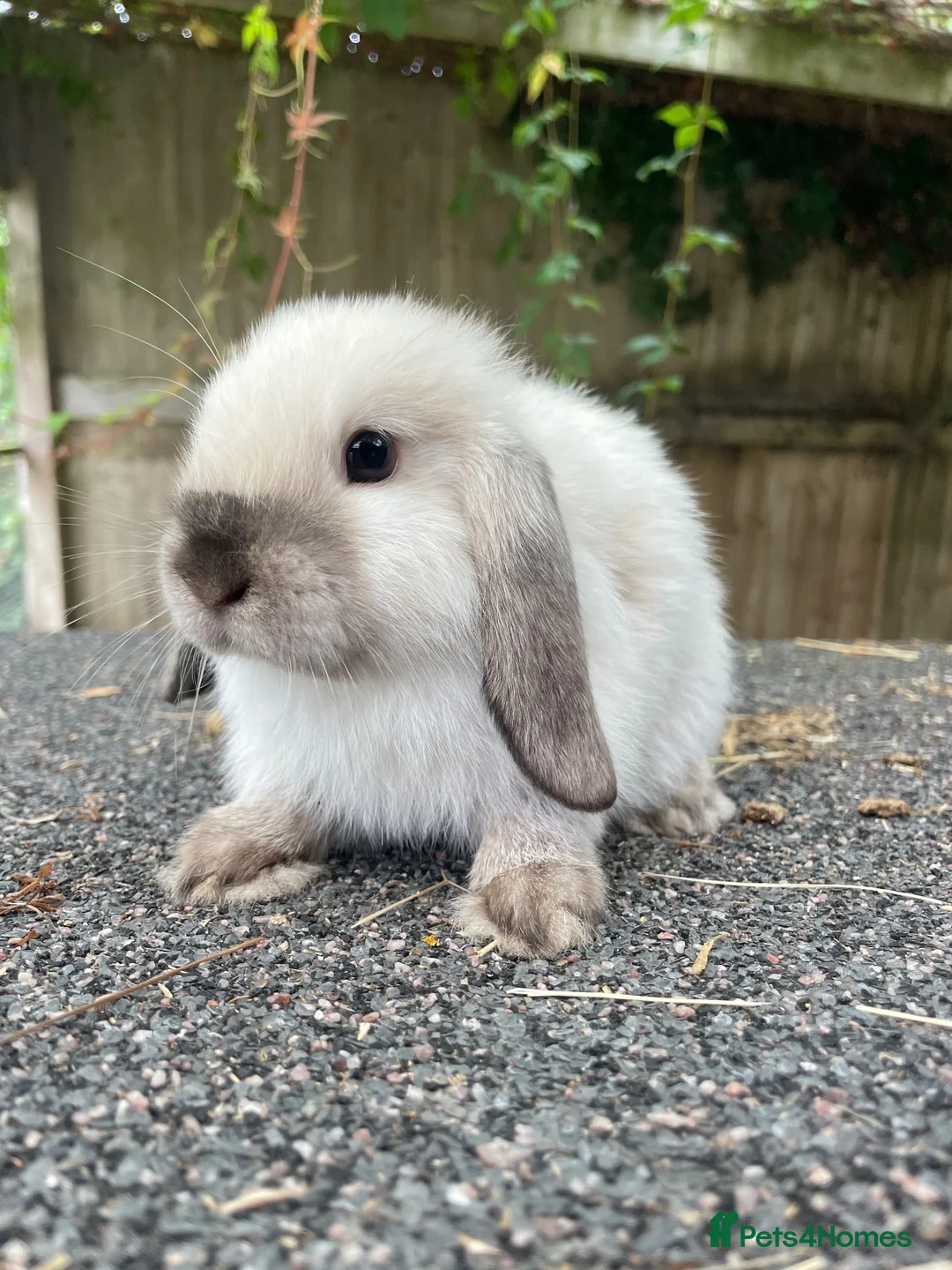 Mini Lop rabbits for sale: Gorgeous mini lops looking for their forever home  - Advert 3