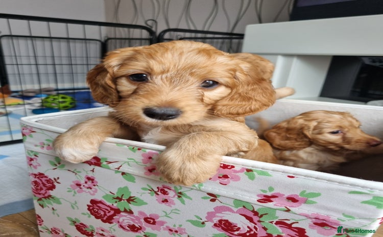 Cockapoo dogs - Advert 4
