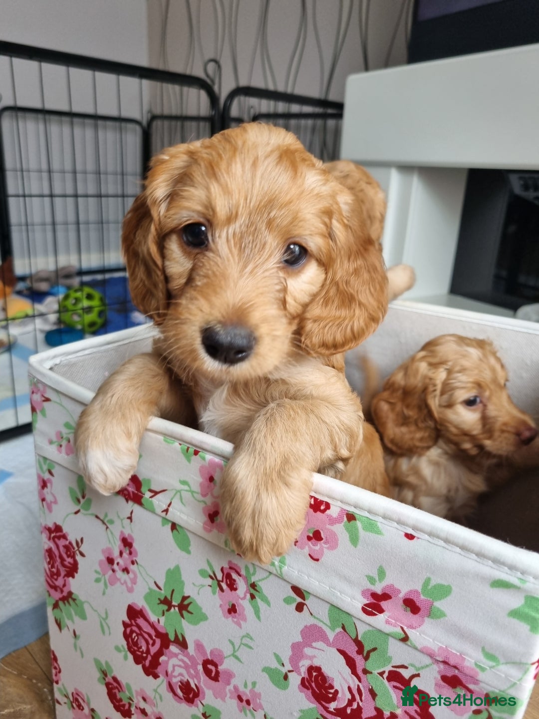 Cockapoo dogs for sale: Charming F1 cockerpoo boy seeking forever home - Image 3