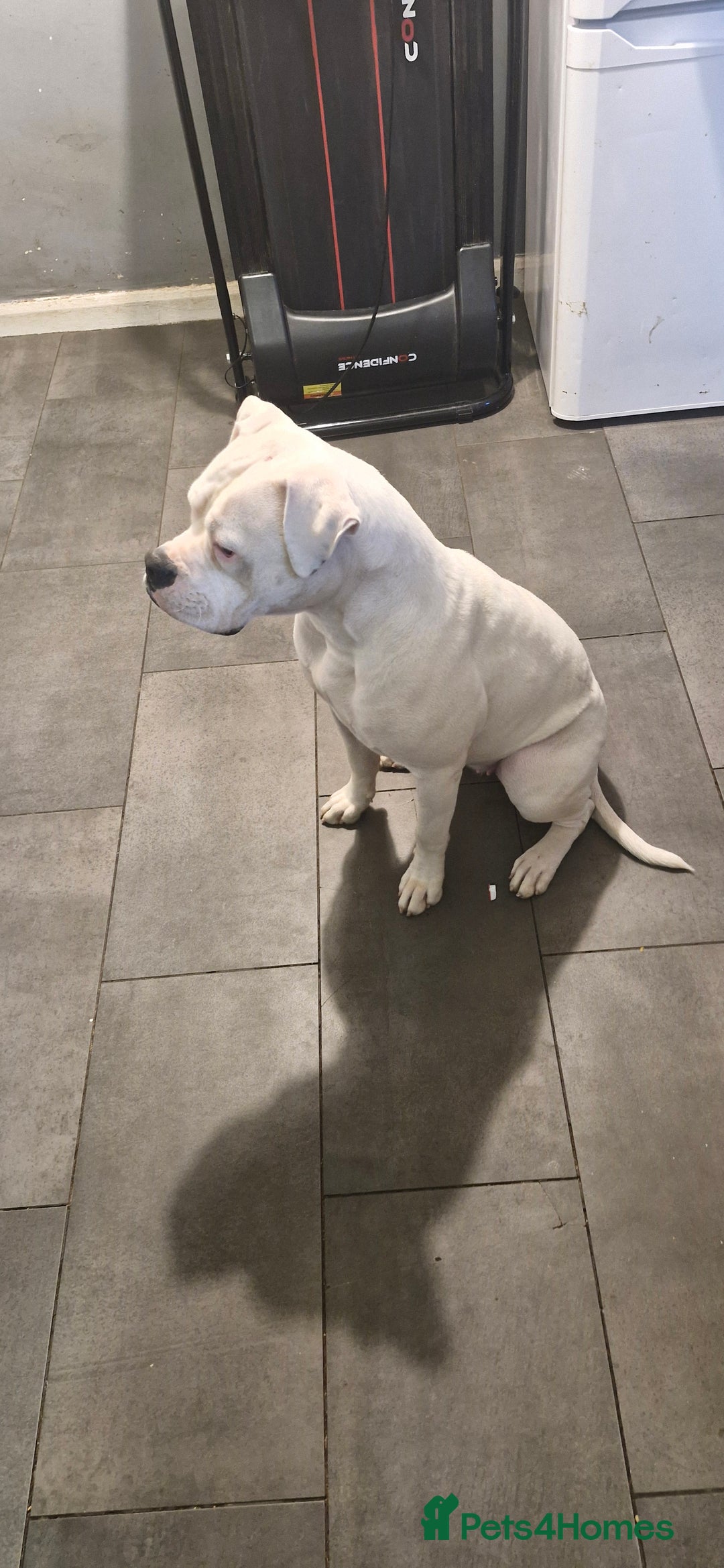 American Bulldog dogs for sale: American bulldog  - Image 5