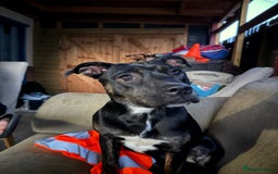Mixed Breed dogs for sale: Gracie  - Image 4