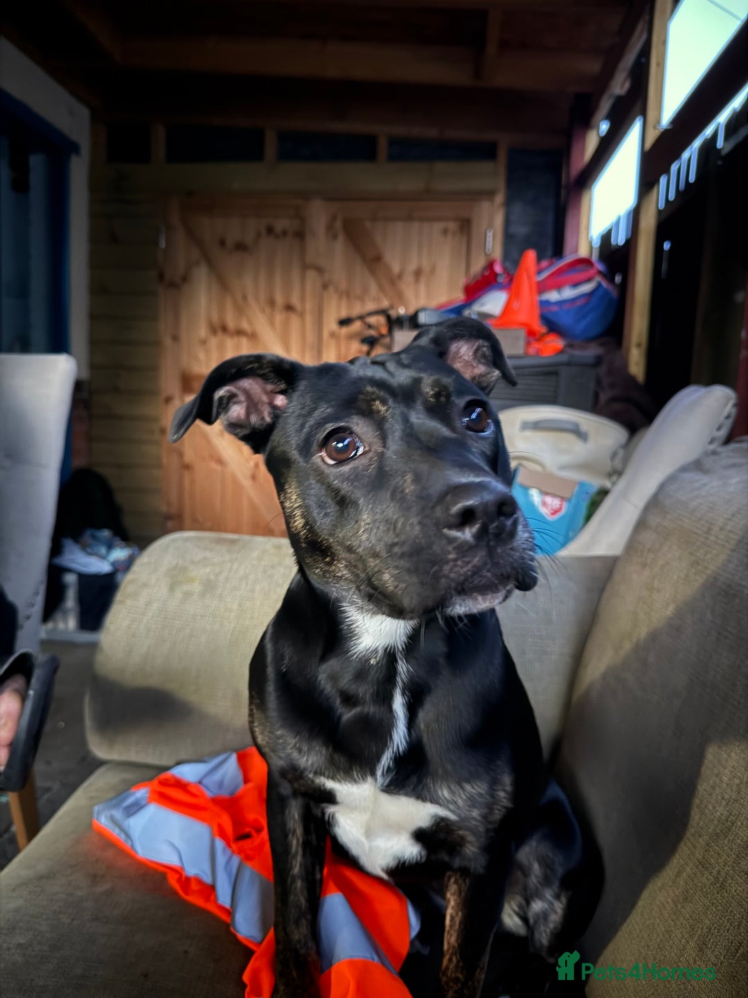 Mixed Breed dogs for sale: Gracie  - Image 4
