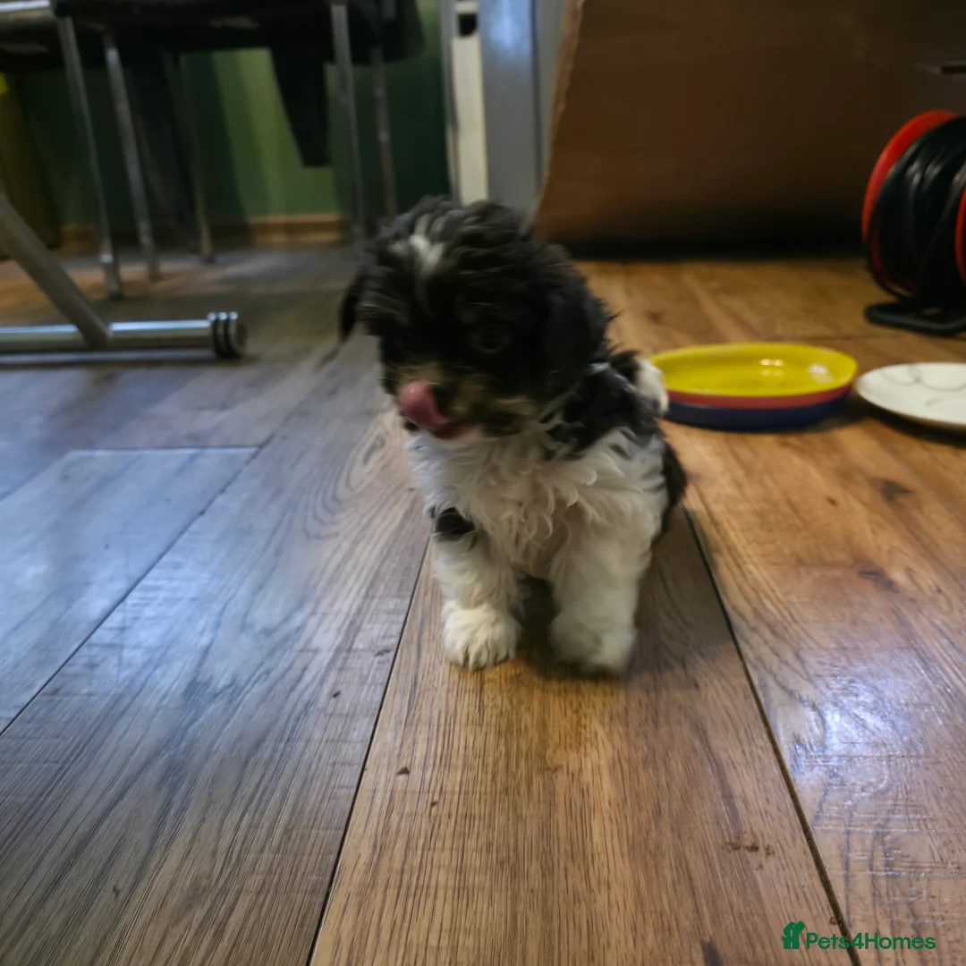 Biewer Terrier dogs for sale: 3 Biewer Terrier Pups, white, black, tan, chocolat - Advert 3