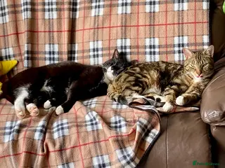 Domestic Shorthair cats Buddy & Beau - Advert 13