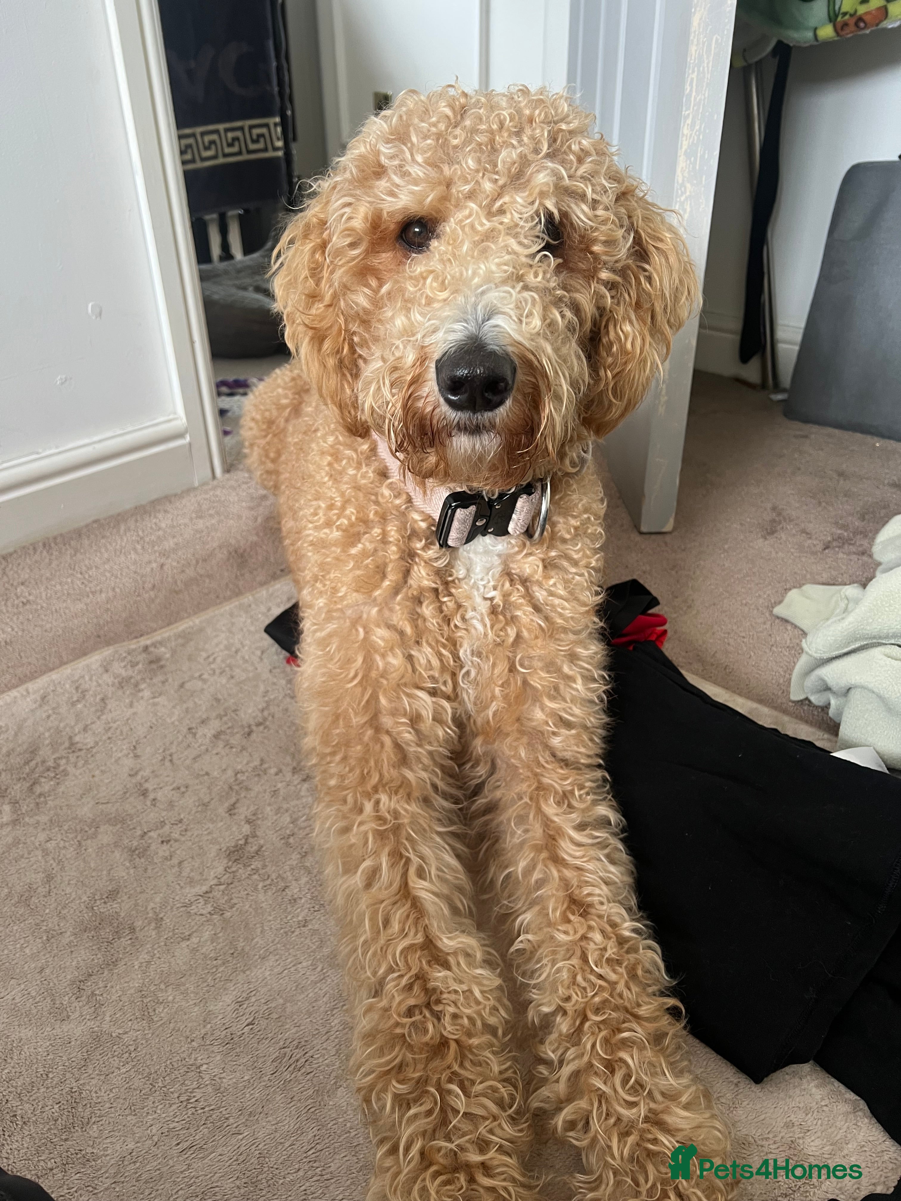 Labradoodle dogs 2 year old labradoodle dog for sale  - Advert 1