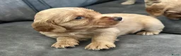 Cockapoo dogs for sale: Gorgeous Cockapoo puppies - Advert 12