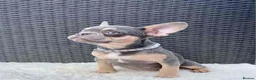 French Bulldog dogs for sale: French Bulldog Puppies - Advert 2