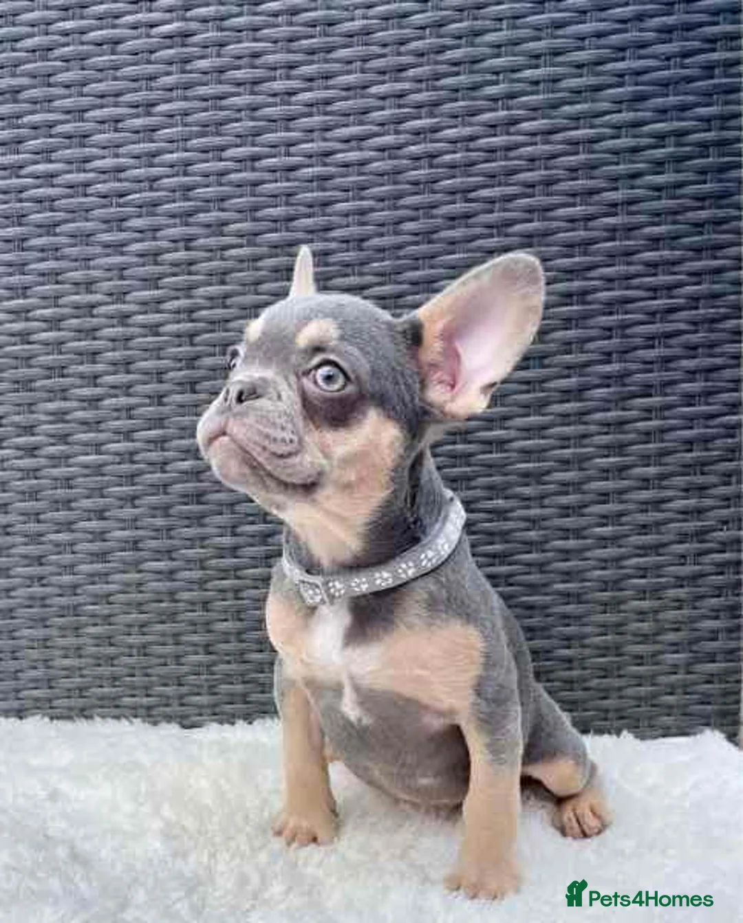 French Bulldog dogs for sale: French Bulldog Puppies - Advert 2
