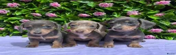 Miniature Dachshund dogs for sale: STUNNING VERY PETIT MINIDAXIS KC REG PRA CLR - Advert 3