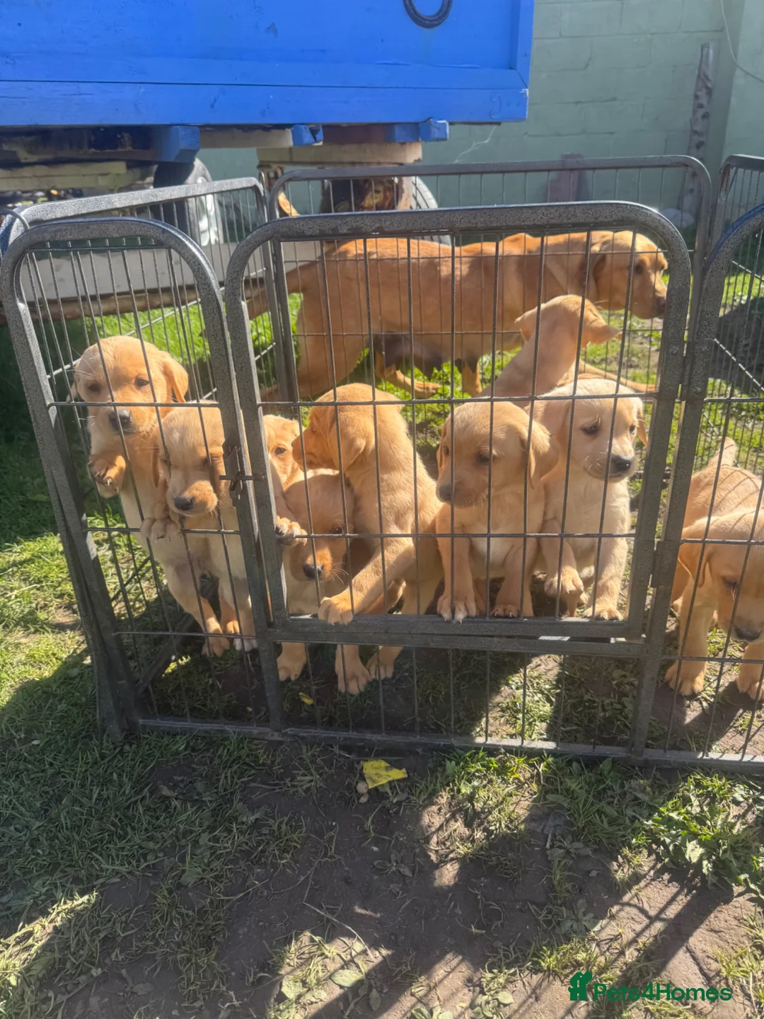 Labrador Retriever dogs for sale: Fox red and yellow lab pups  - Advert 1