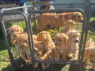 Labrador Retriever dogs Fox red and yellow lab pups - Advert 2