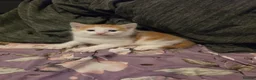 Mixed Breed cats for sale: look at all those tiny fluffballs!  - Advert 21