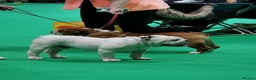 English Bulldog dogs for stud: Qualified Crufts20/21/22/23/24 Health Certificates in Slough - Advert 16