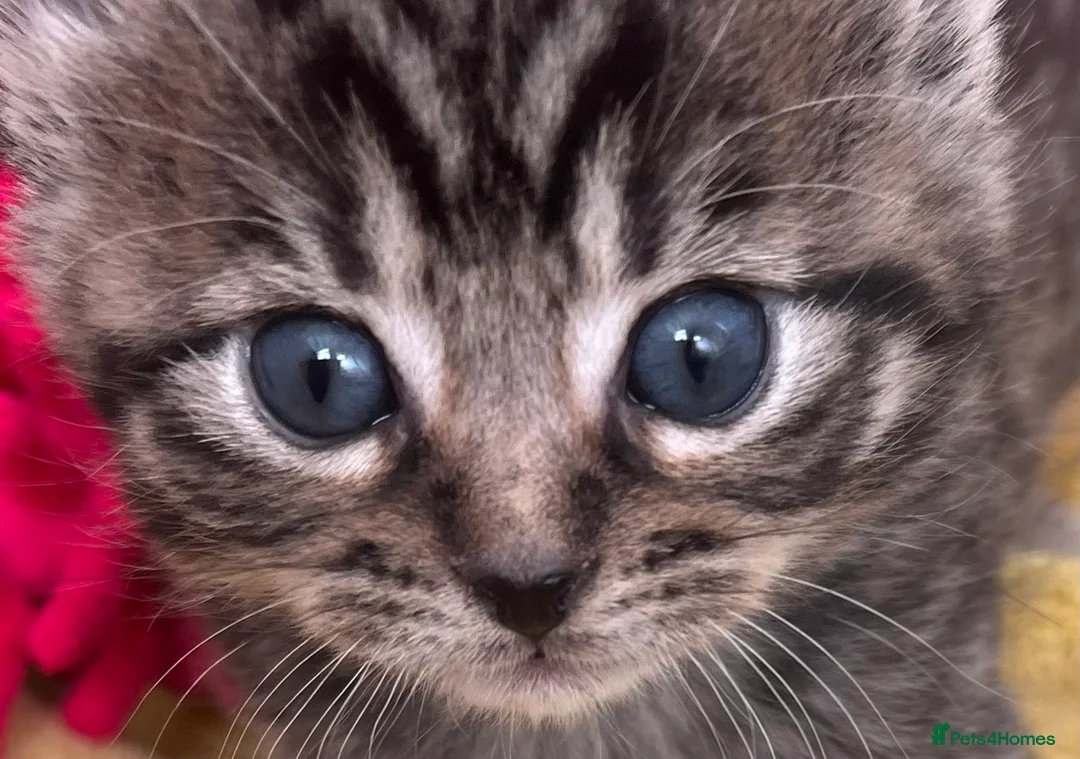 Mixed Breed cats for sale: ALL 4 KITTENS ARE NOW IN THEIR FOREVER HOMES ❤️ - Advert 1