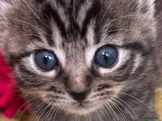 Mixed Breed cats ALL 4 KITTENS ARE NOW IN THEIR FOREVER HOMES ❤️ - Advert 18