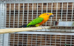 Conures birds for sale: Jandaya conure  - Advert 3