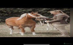 Welsh Section A horses for sale: 4 yr old welsh sec A filly - Image 5