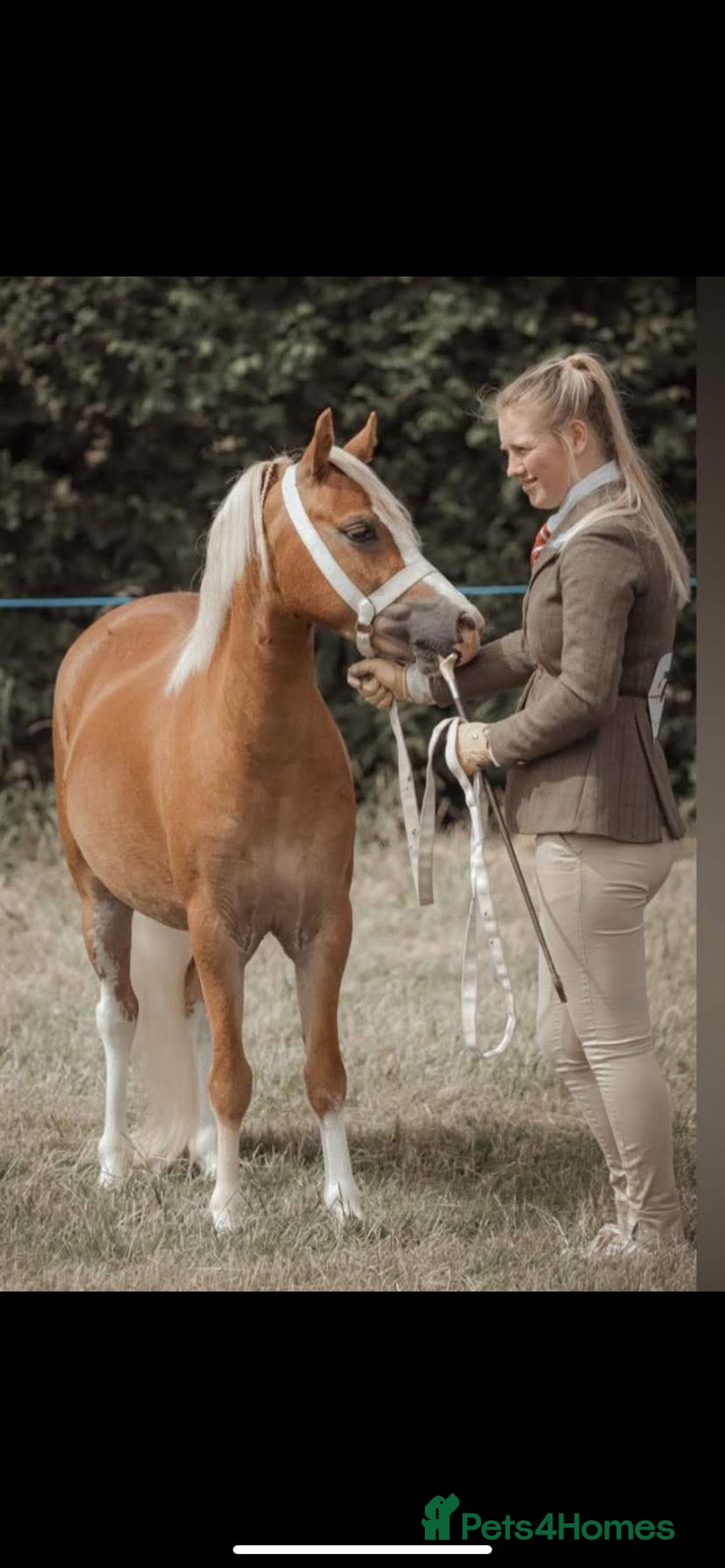 Welsh Section A horses for sale: 4 yr old welsh sec A filly - Image 5