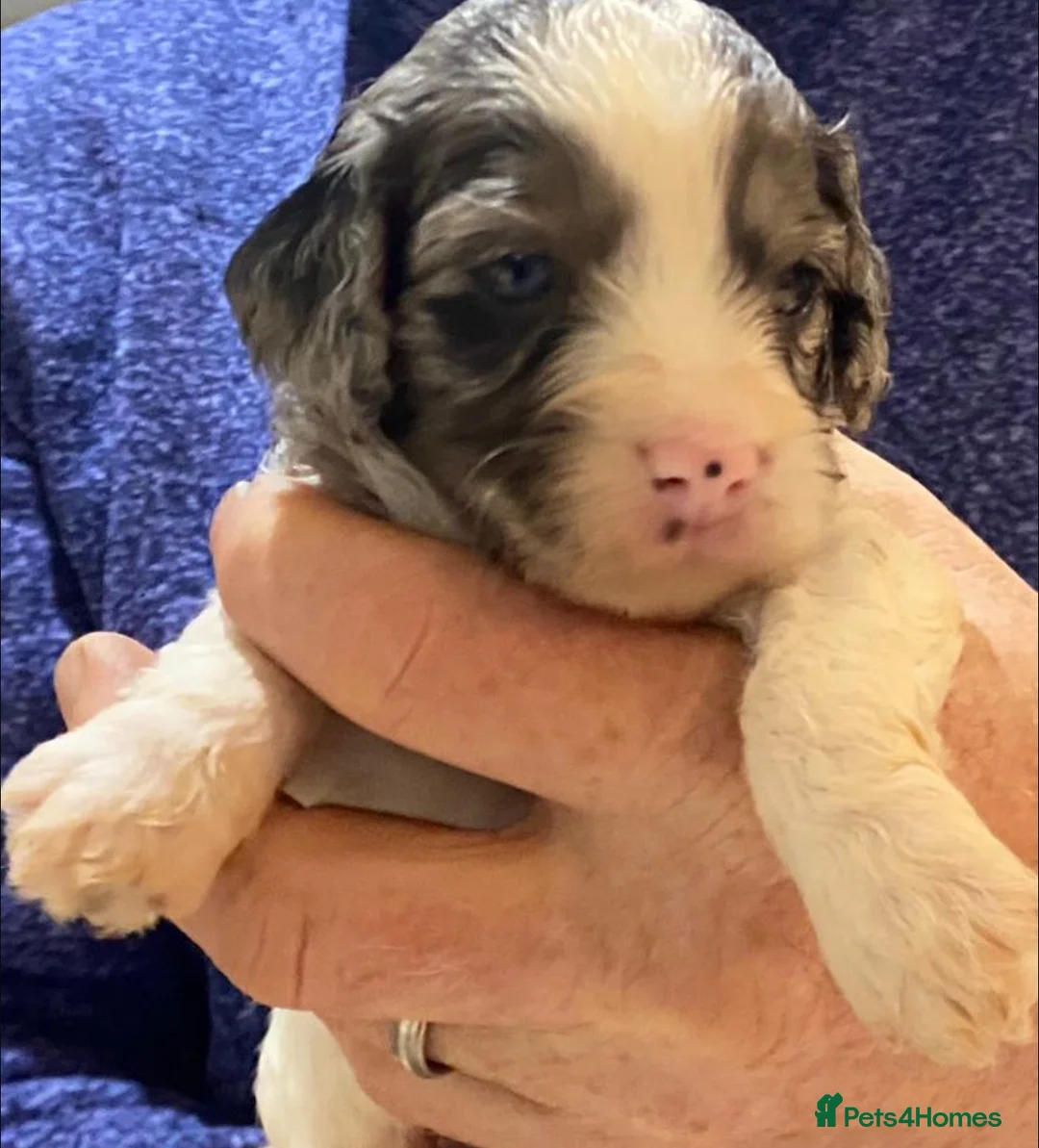 Miniature Poodle dogs for stud: Chocolate Phantom Merle Mini Poodle Stud in Ringwood - Advert 24