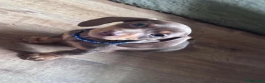 Miniature Dachshund 2