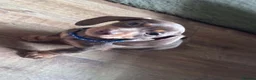 Miniature Dachshund dogs for sale: Dachshund puppies.. miniature  - Advert 11