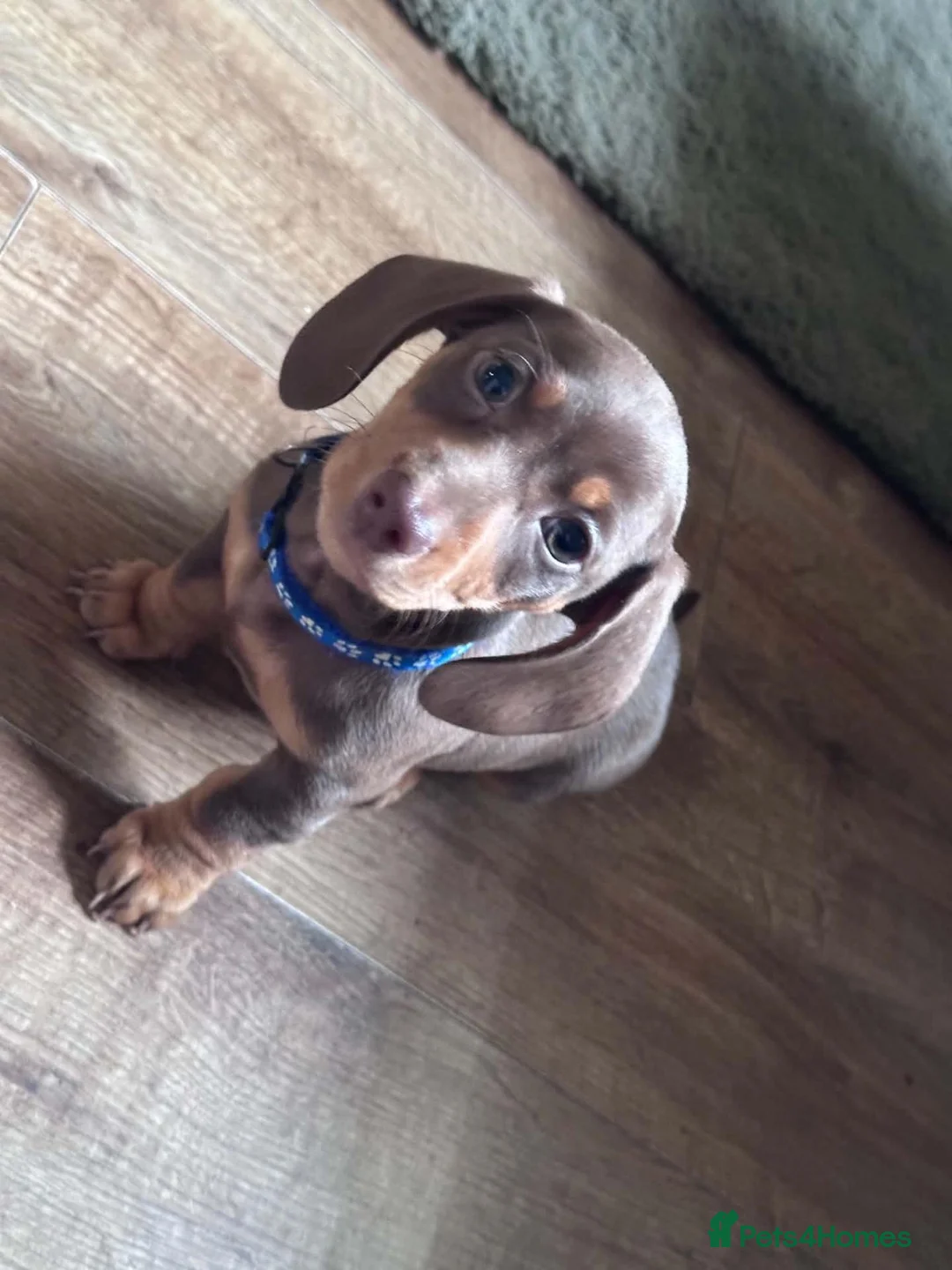 Miniature Dachshund dogs for sale: Dachshund puppies.. miniature  - Advert 11