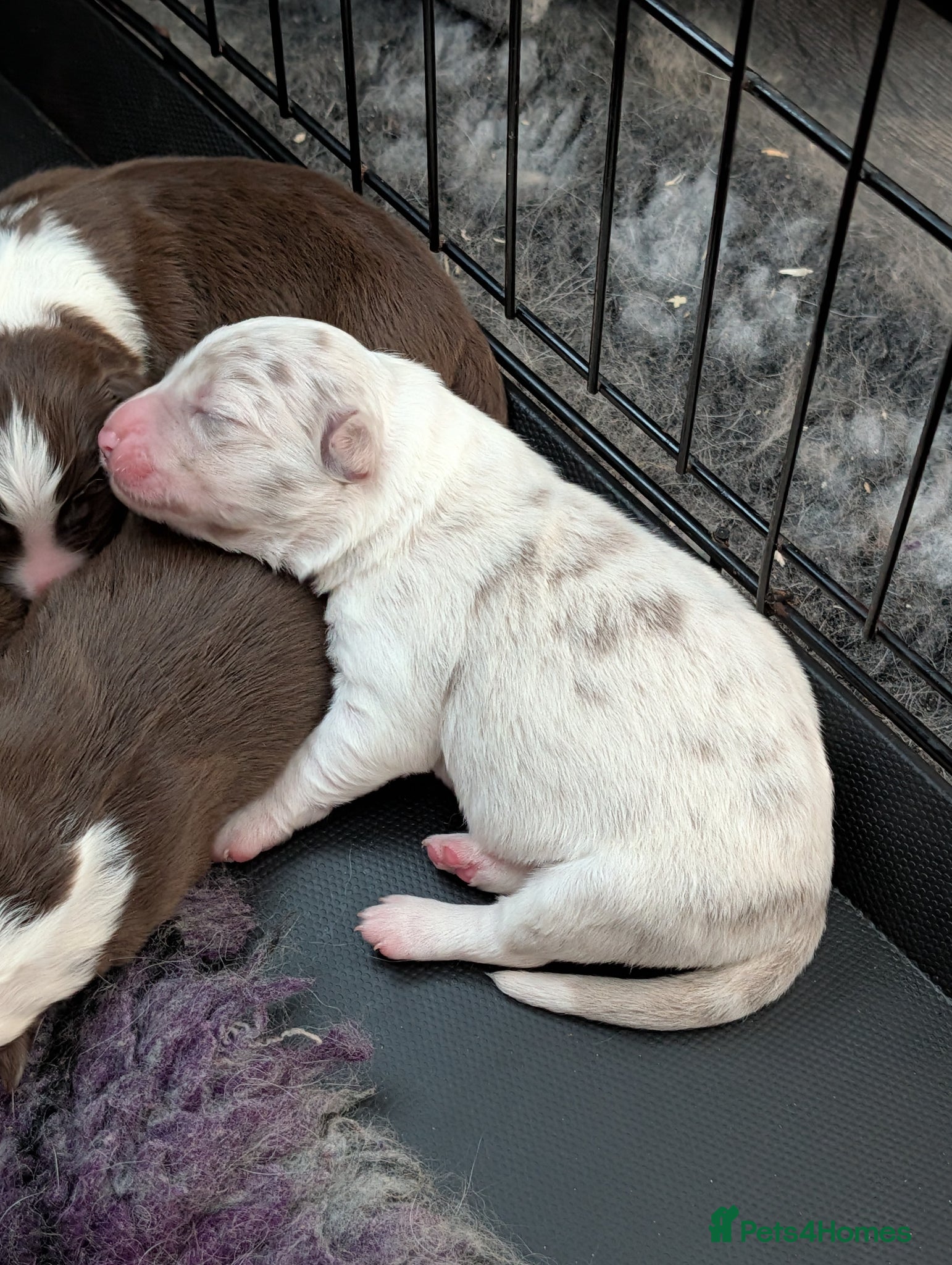 Border Collie dogs Lilac and red border collies - Advert 1
