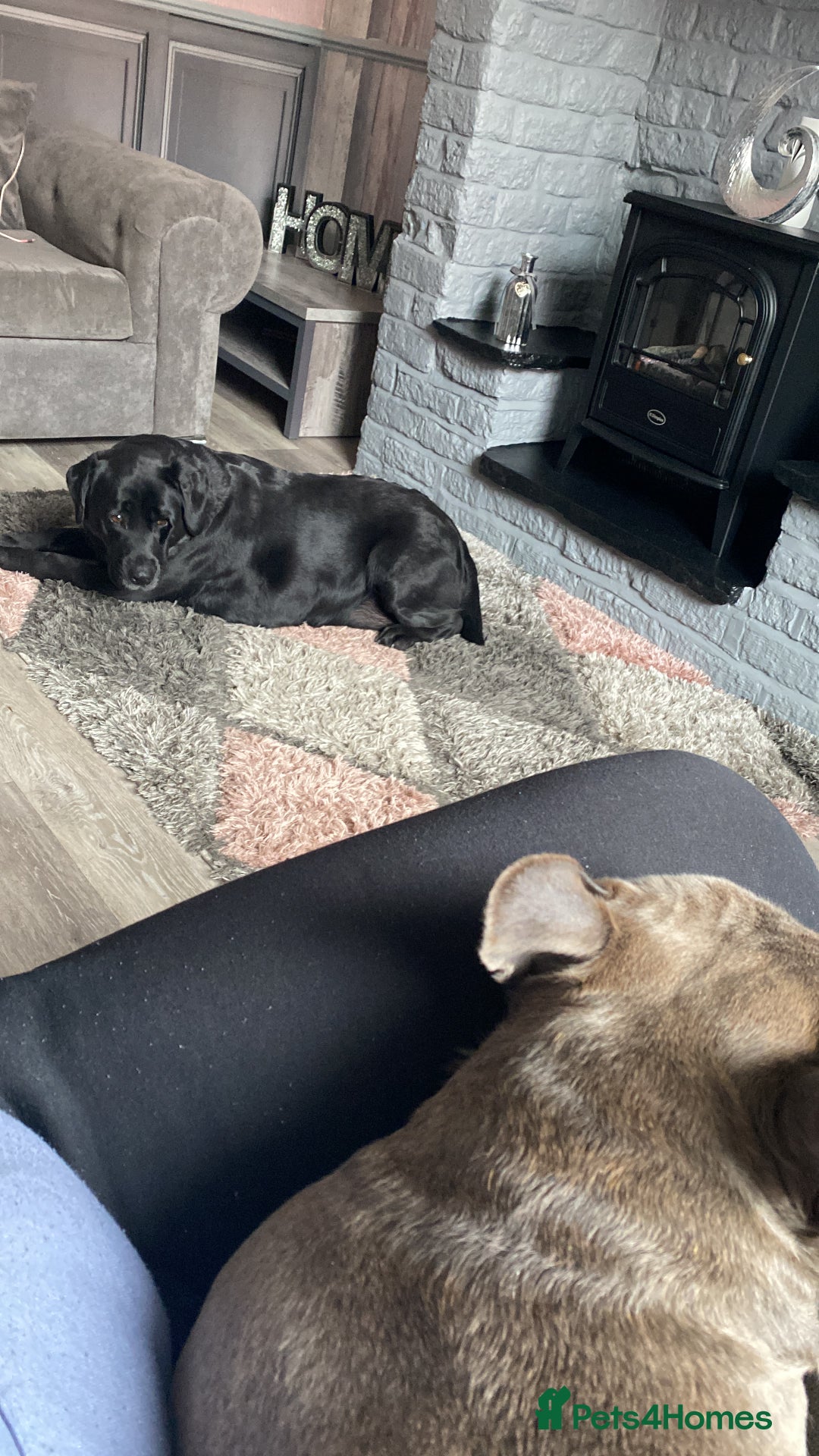 Labrador Retriever dogs for sale: 6 year old black Labrador  - Image 3