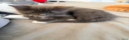 Mixed Breed cats for sale: Beautiful grey and white kitten  - Advert 4