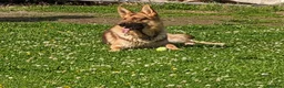 German Shepherd dogs for sale: Big bold and loyal  unique colours - Advert 5