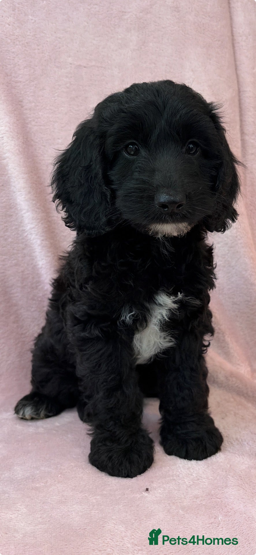 Cockapoo dogs F1 cockapoo puppies ready now  - Advert 15