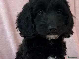 Cockapoo dogs F1 cockapoo puppies ready now - Advert 15