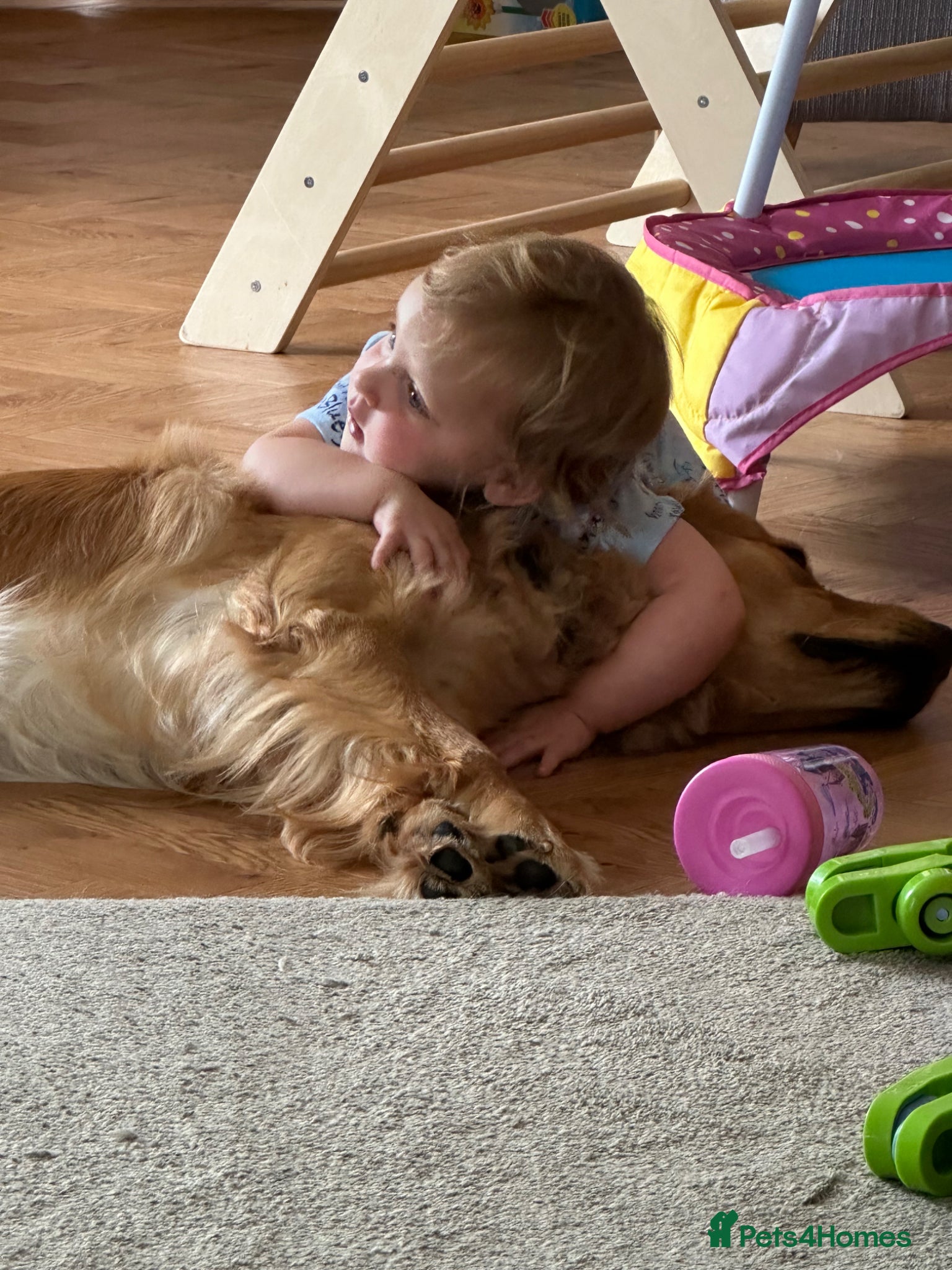 Golden Retriever dogs for sale: 1 year old Rehome needed in Ilminster - Advert 3