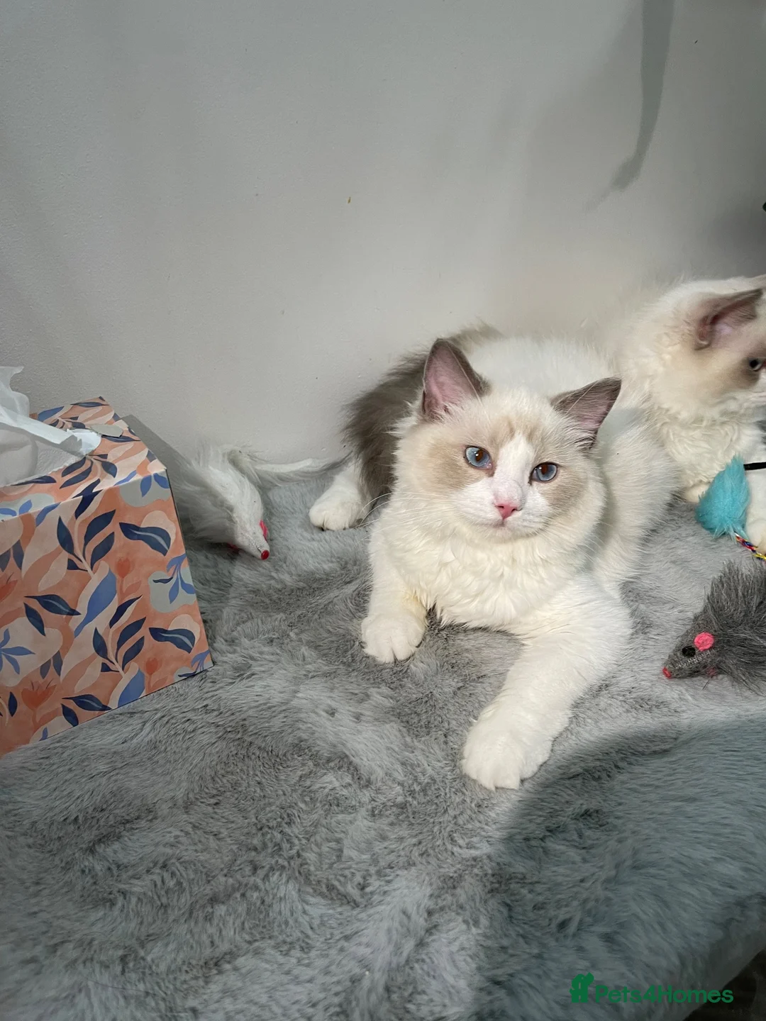Ragdoll cats for sale: Tica registeredChampion breed Ragdoll kittens - Advert 13