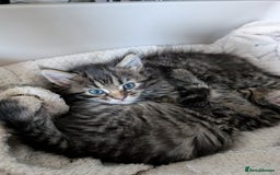 Mixed Breed cats for sale: Last one left! Mixed Breed Mini Maine Coon Dupes - Image 16