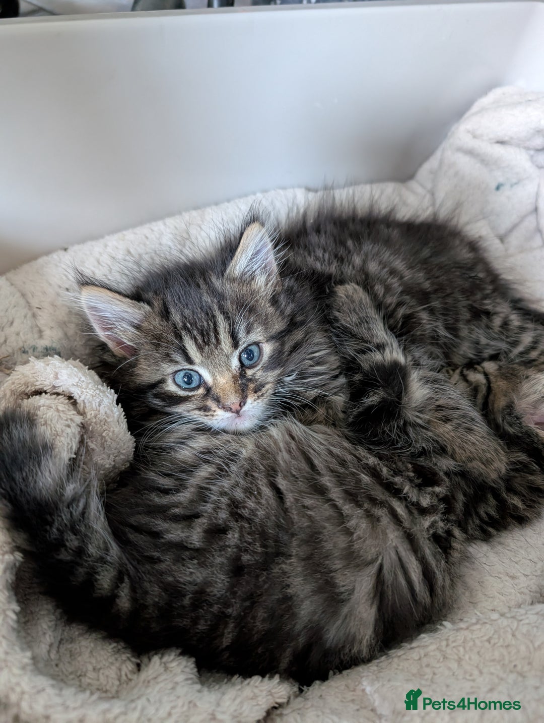 Mixed Breed cats for sale: Last one left! Mixed Breed Mini Maine Coon Dupes - Image 16