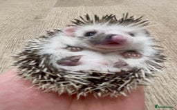 Pygmy Hedgehog rodents for sale: Stunning Pinto Baby African Pygmy Hedgehog's  - Image 3