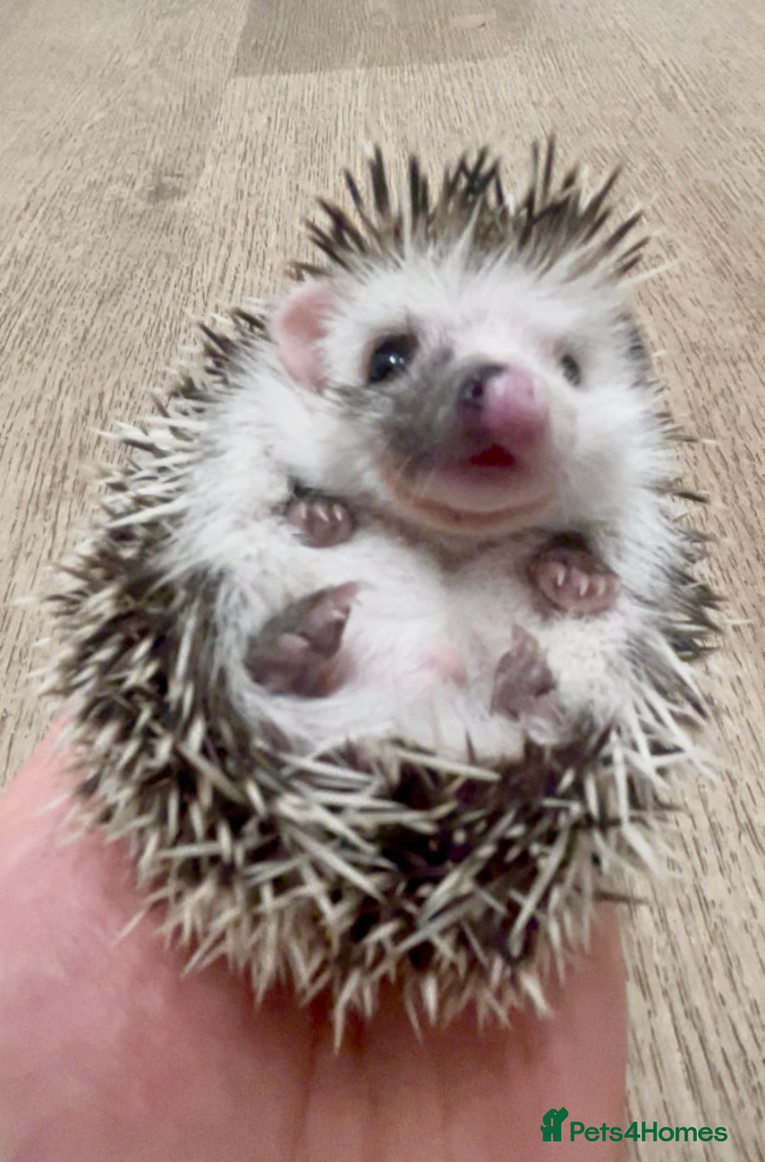 Pygmy Hedgehog rodents for sale: Stunning Pinto Baby African Pygmy Hedgehog's  - Image 3