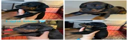 Dobermann dogs for sale: 5 beautiful puppies for sale  - Advert 10