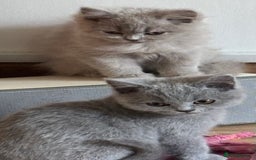 British Longhair cats for sale: 5 stunning British blues  - Image 8