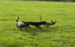 Mixed Breed dogs for sale: Bull herder puppies - Image 1