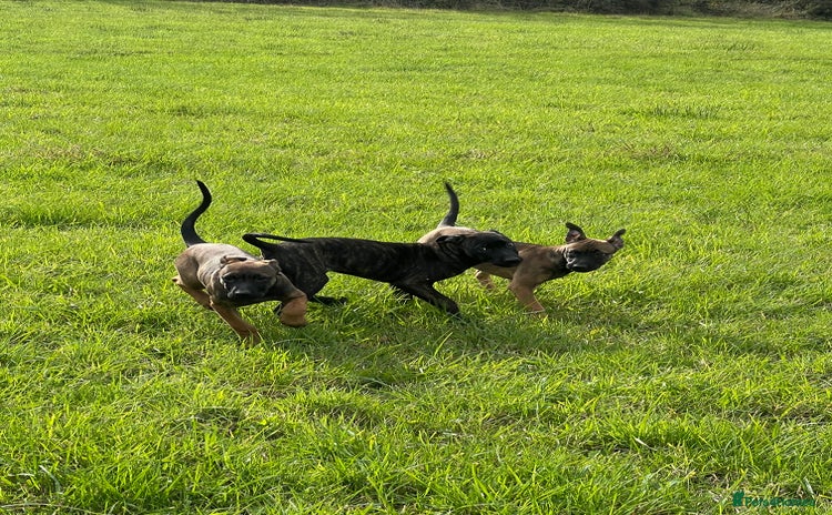 Mixed Breed dogs - Advert 4